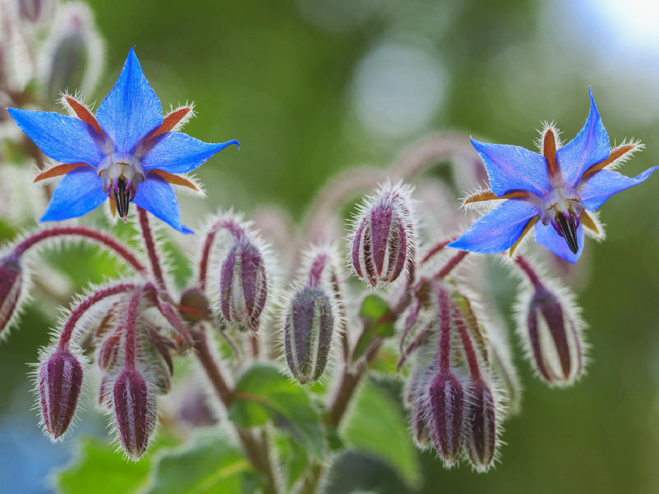 Bourrache - Sommités fleuries de Borago officinale