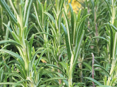 Produits Romarin - Feuilles de Salvia rosmarinus