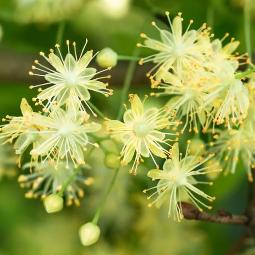 Tilleul - Fleurs entières de Tilia